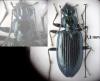 Bembidion sp.